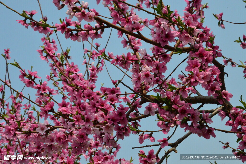 桃花 