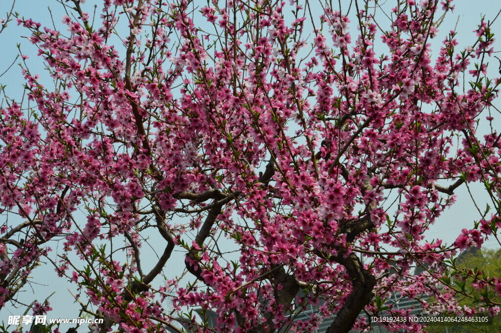 桃花 