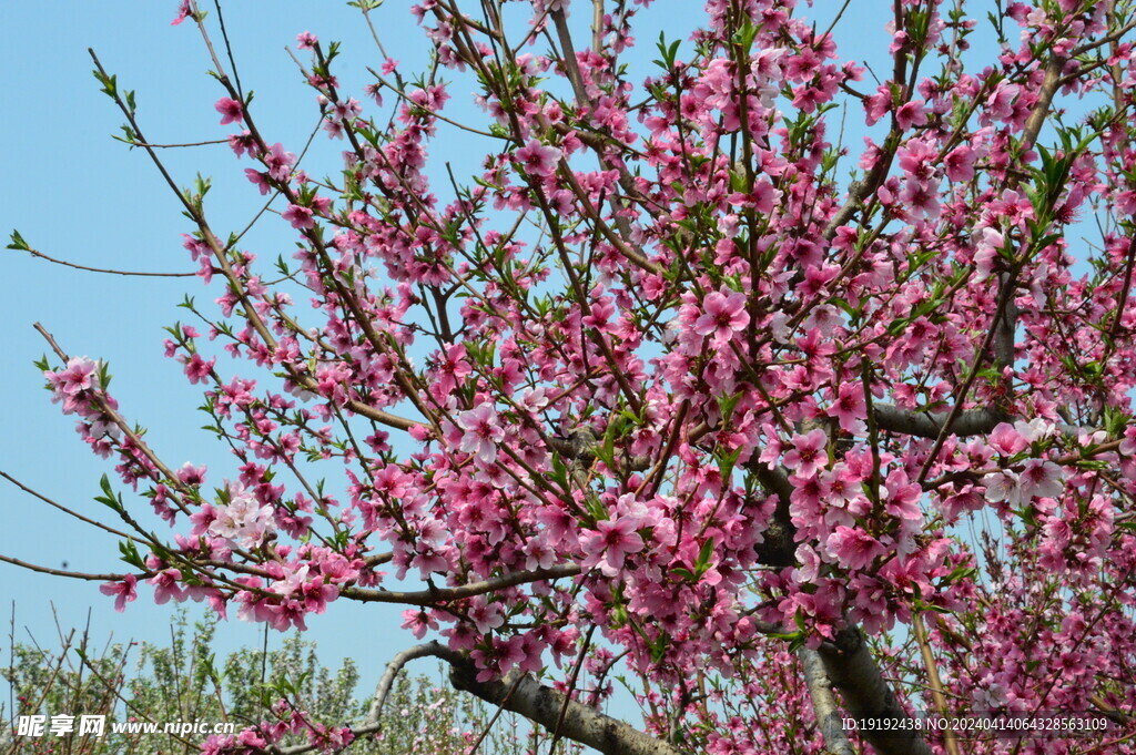 桃花 