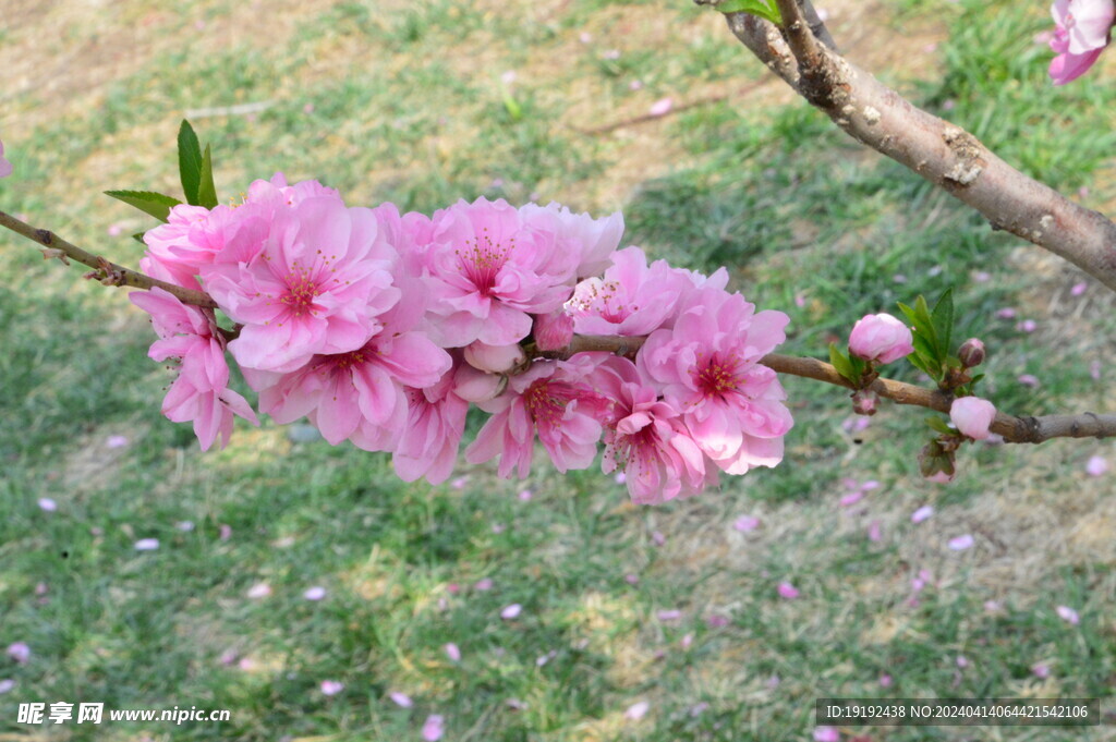 桃花 