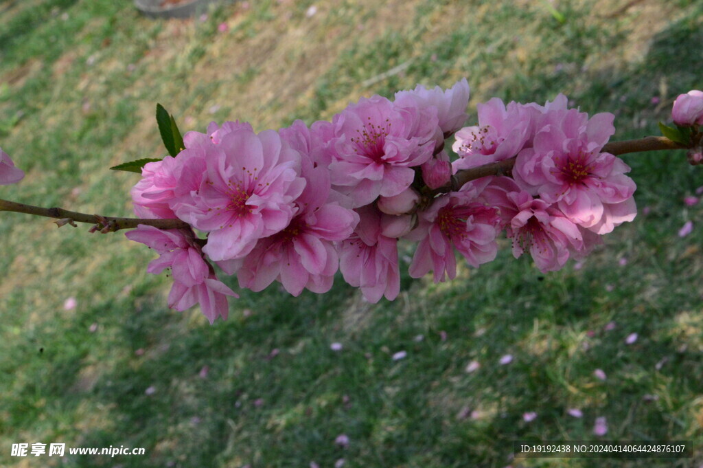 碧桃花  