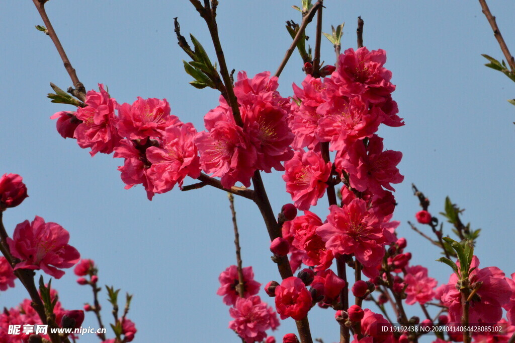 碧桃花 