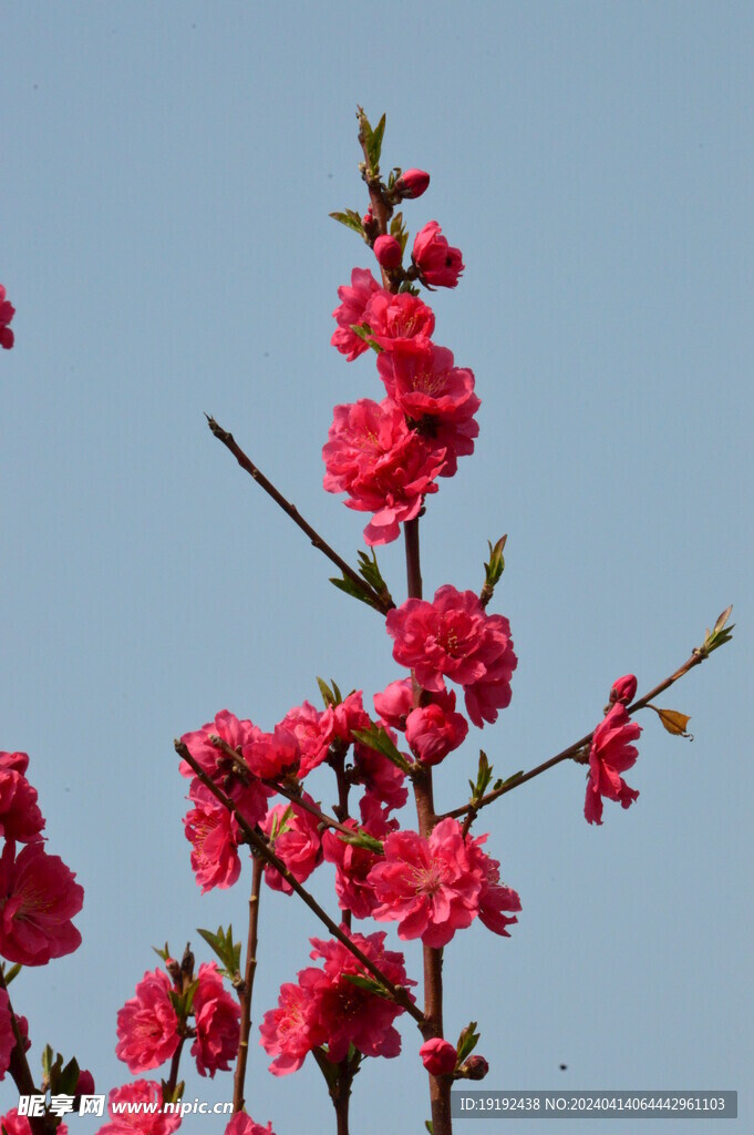 碧桃花 