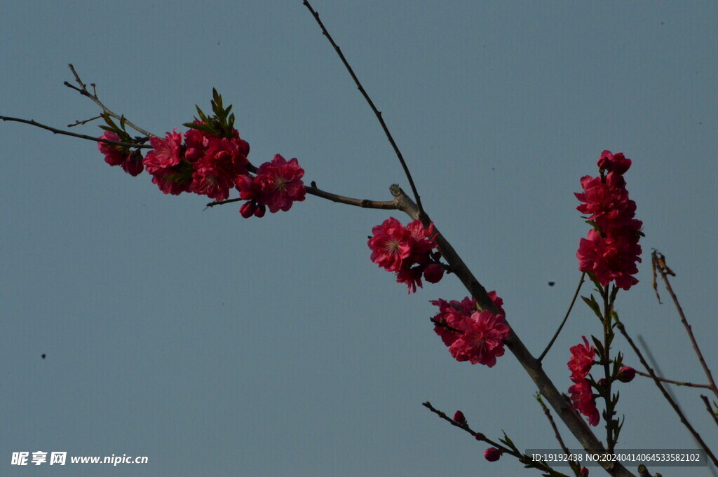 桃花 