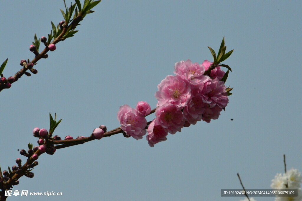桃花 