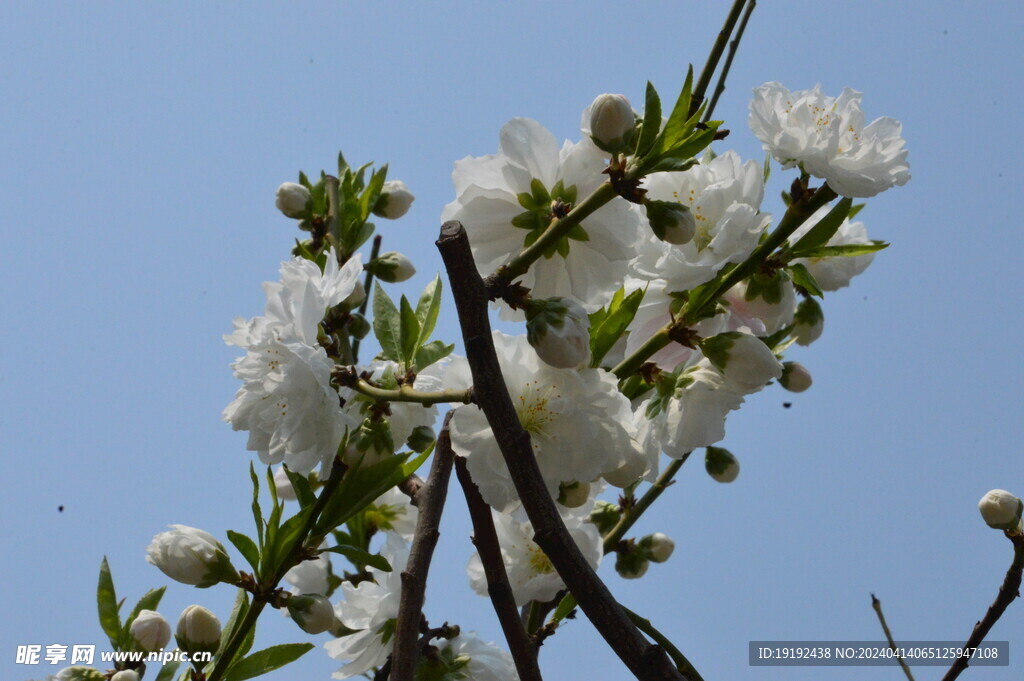 碧桃花 