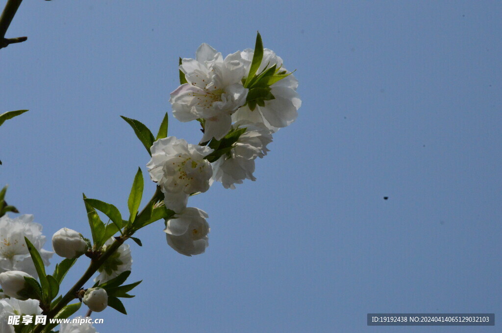 碧桃花 