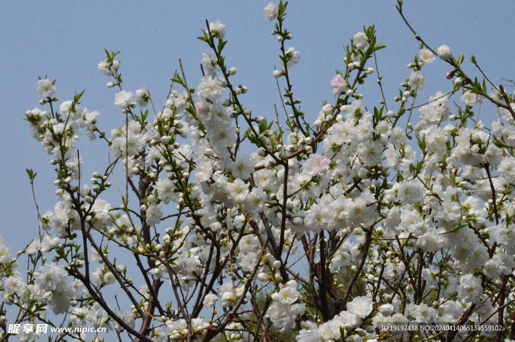 碧桃花 