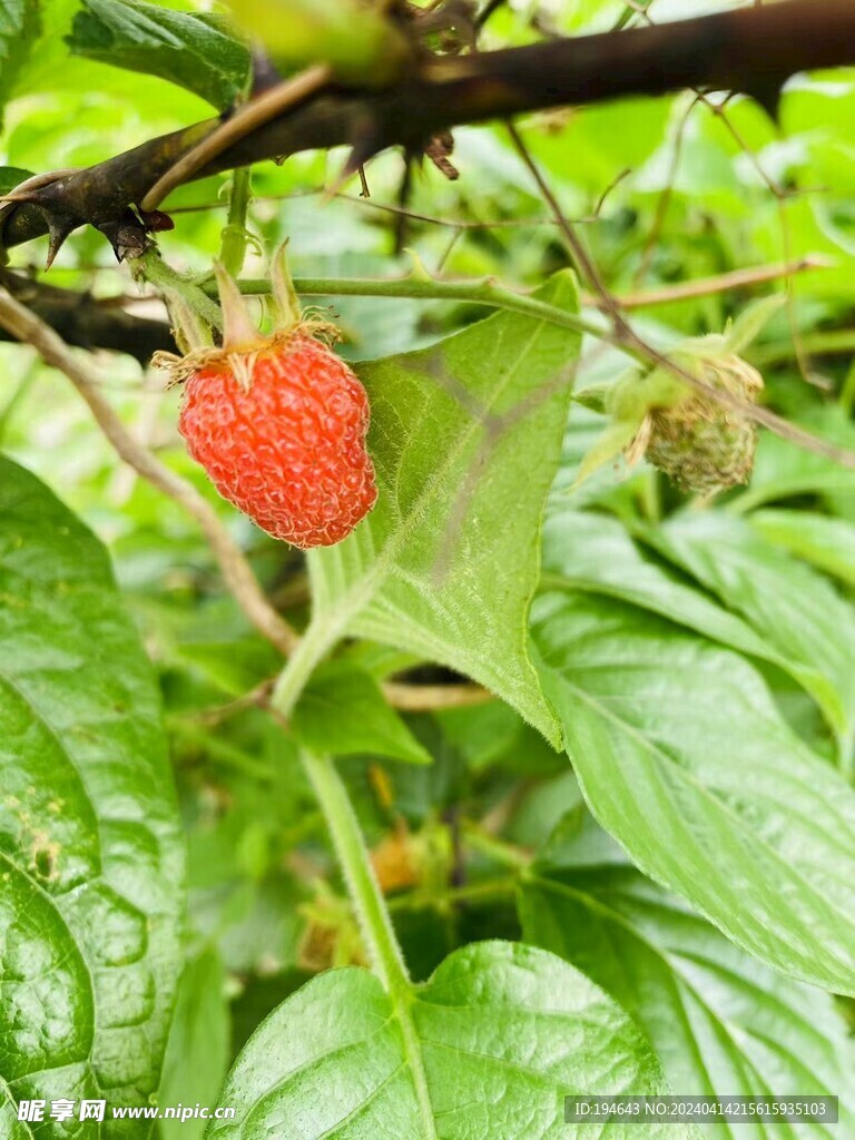 野生树莓