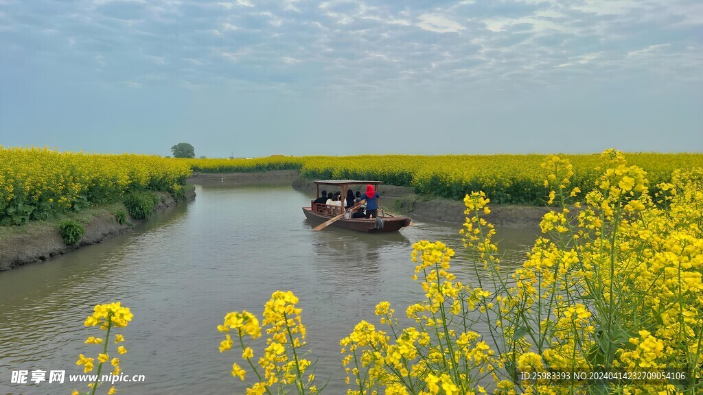 油菜花田