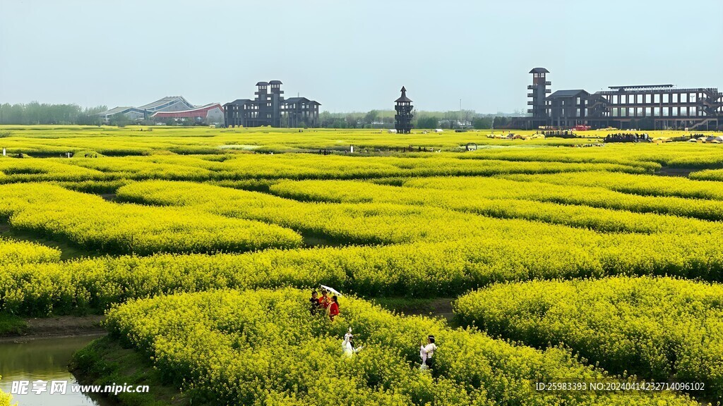 油菜花田