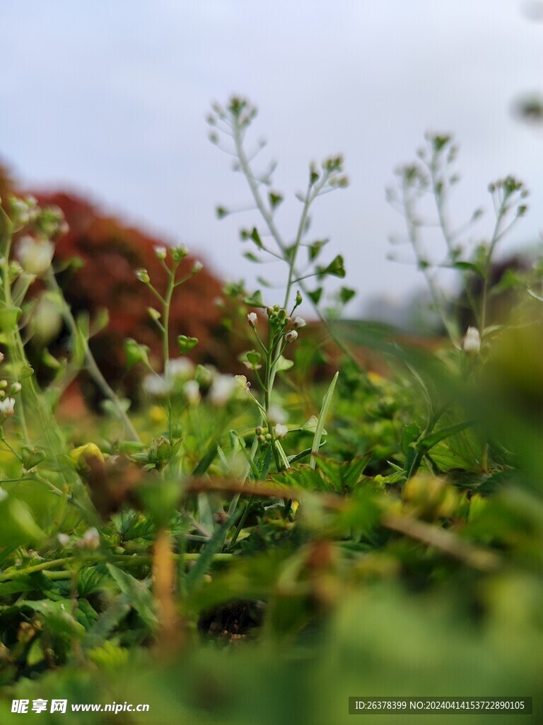 绿色  花 微观