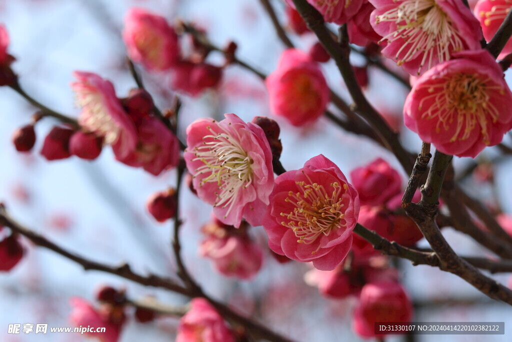 樱花花朵特写