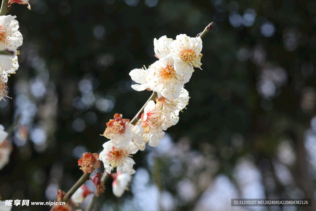 白色樱花特写