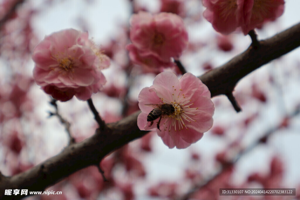 蜜蜂采蜜樱花特写