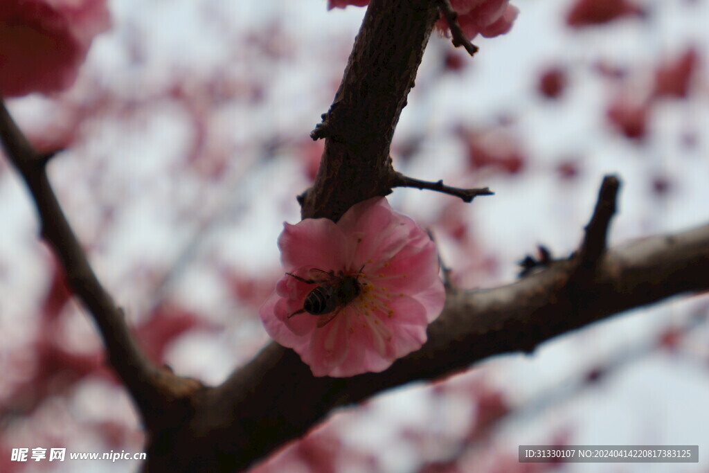 蜜蜂采花蜜