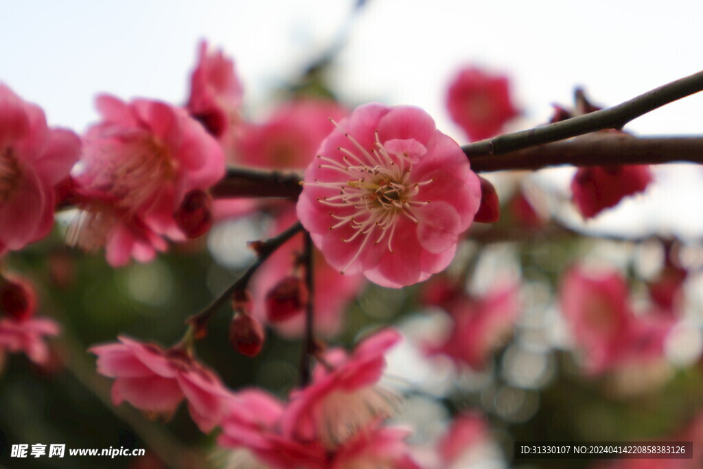 樱花特写