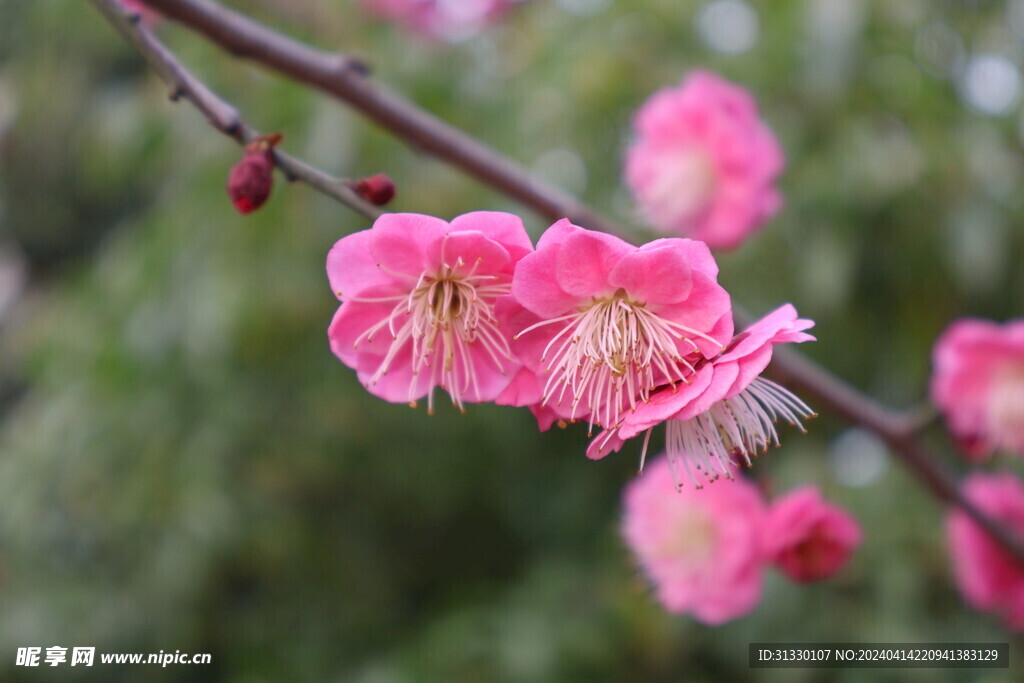 粉色樱花