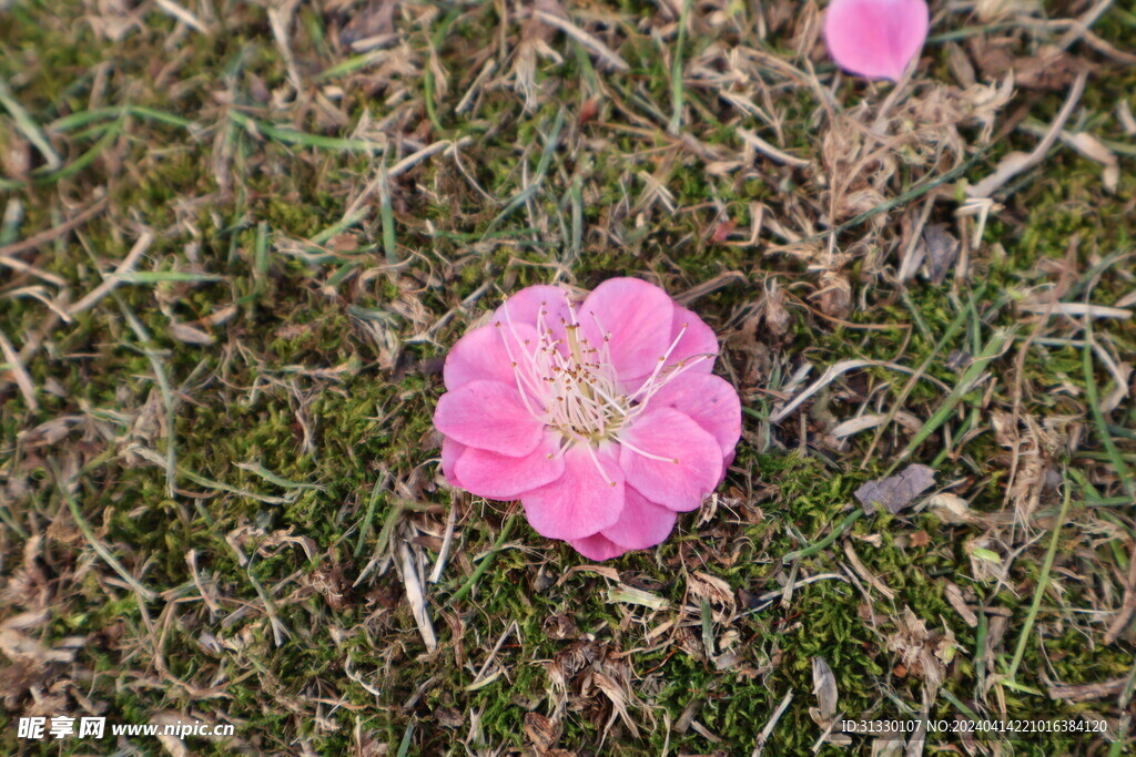 落地的樱花