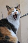 打哈欠的猫