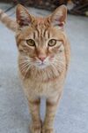 小橘猫