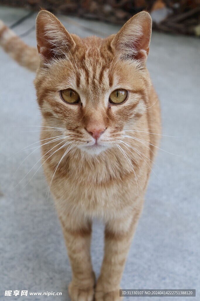 小橘猫