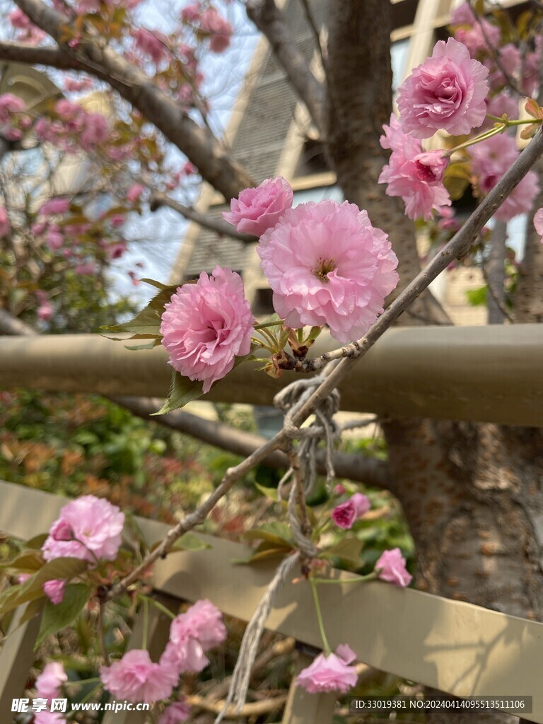 粉色樱花