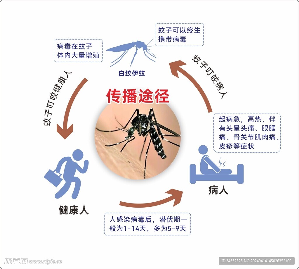 登革热传播途径