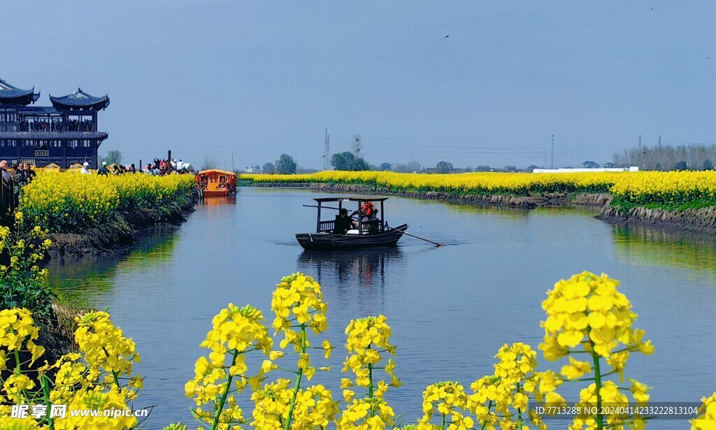 兴化千垛油菜花基地