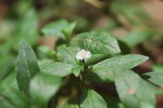 野菊花
