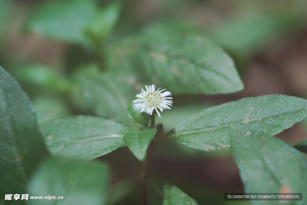 野菊花