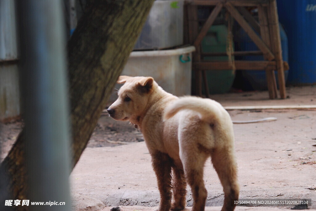 小黄犬