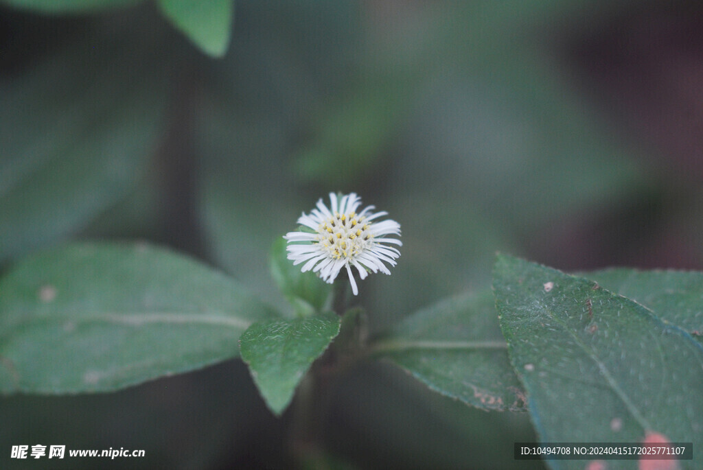 野菊花