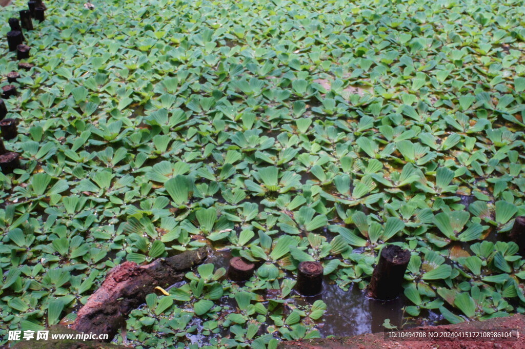 凤眼莲水草