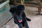 小黑犬