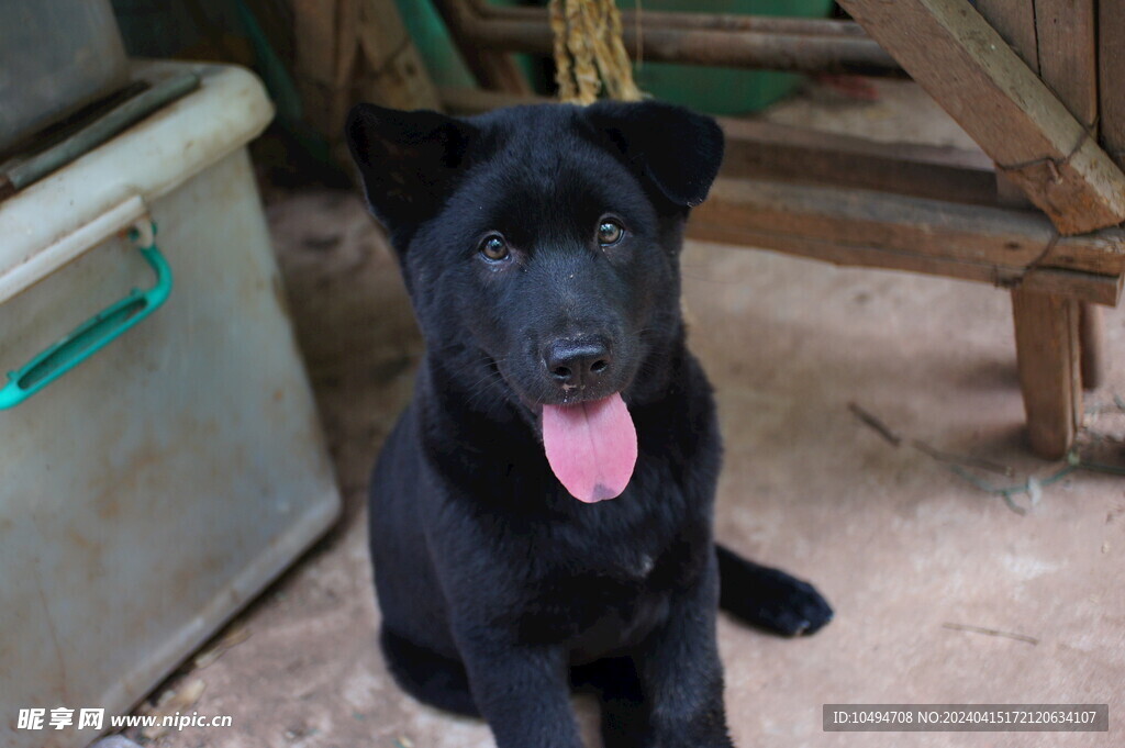 土黑犬