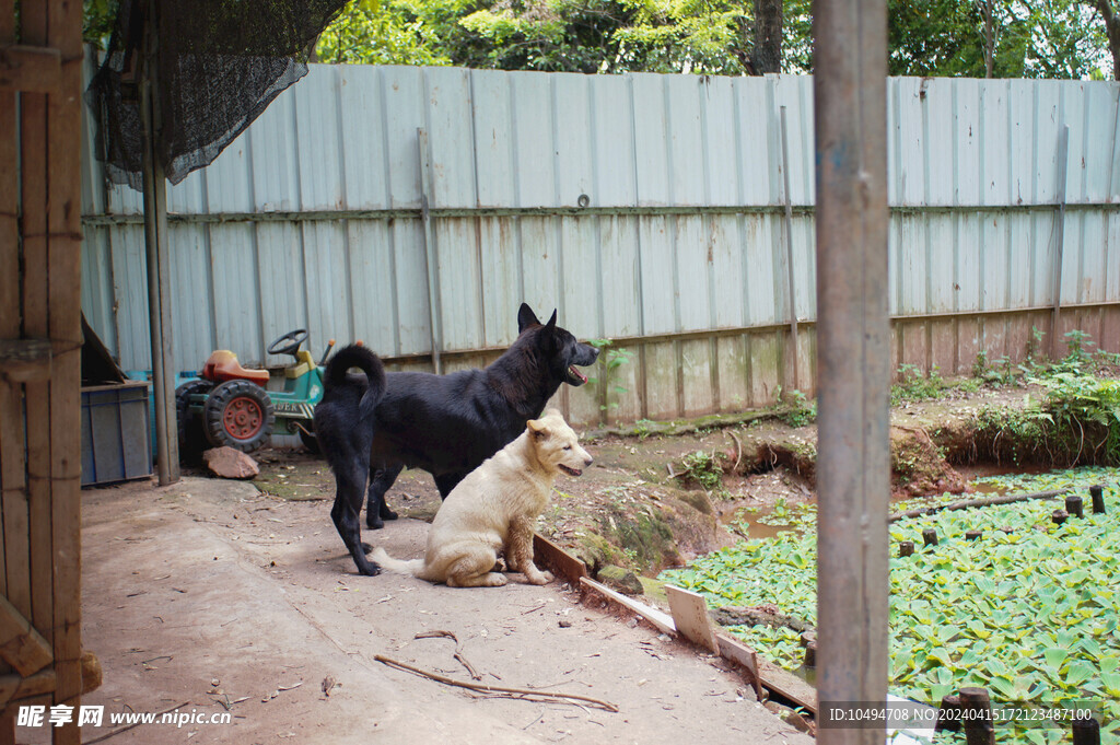 中华犬