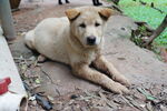 小黄犬