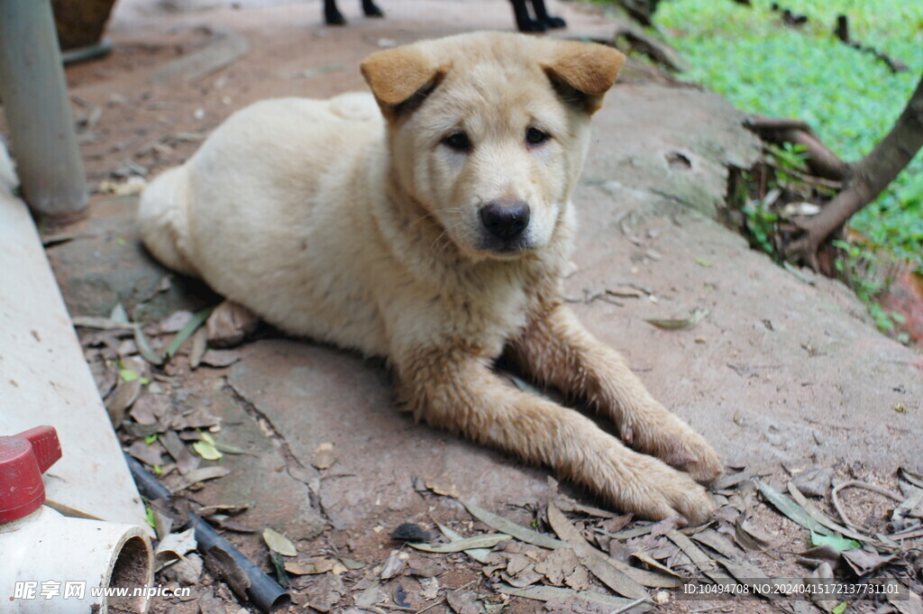 小黄犬