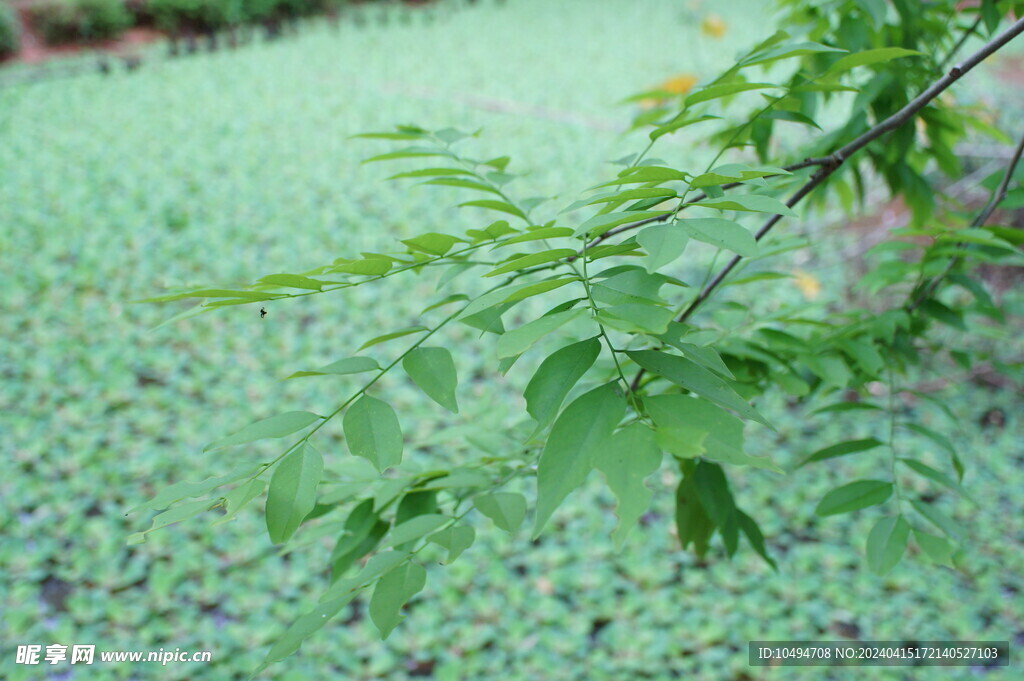 凤眼莲水草