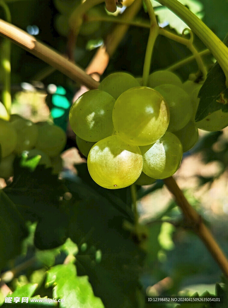 葡萄