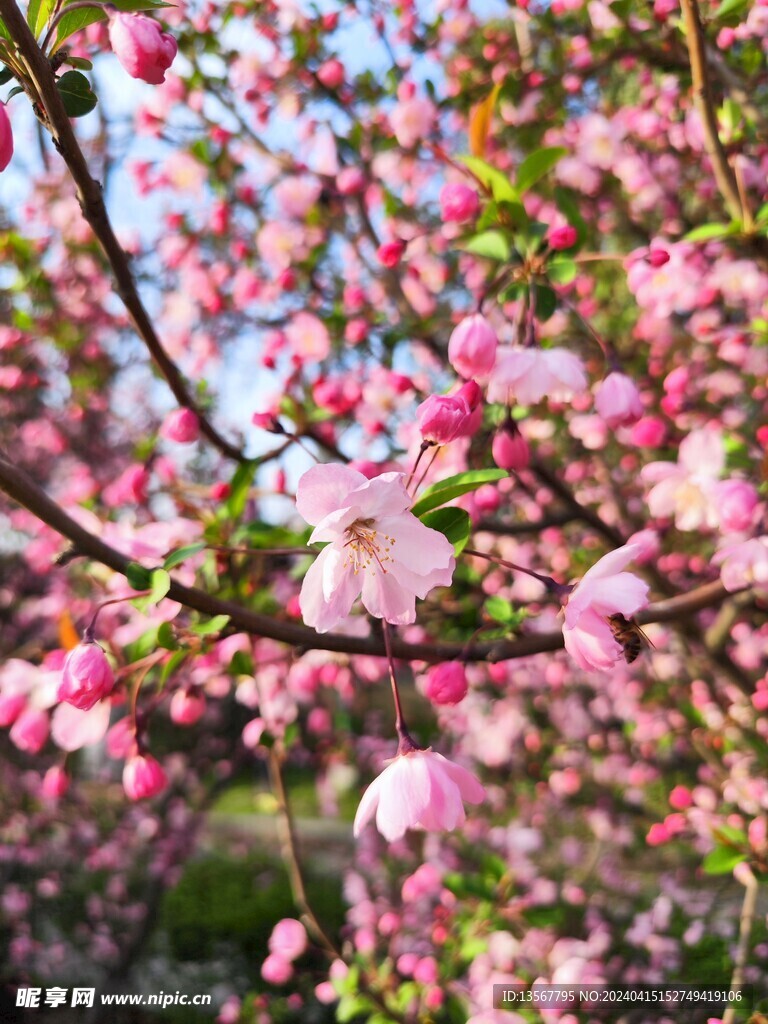 樱花