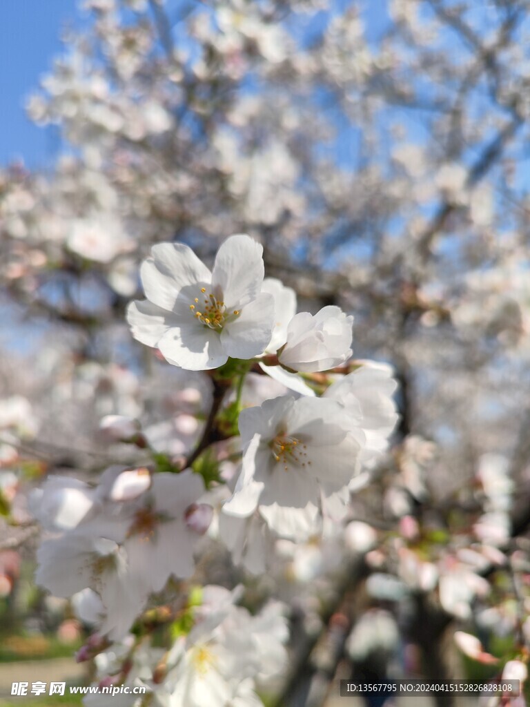 樱花