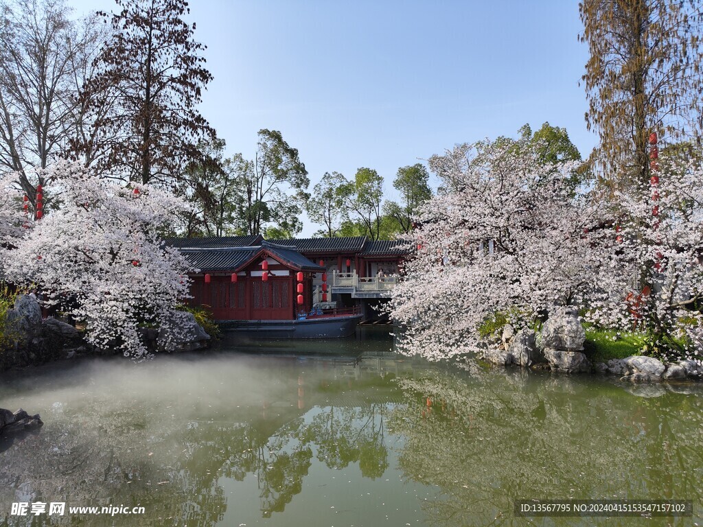 武汉东湖樱公园樱花