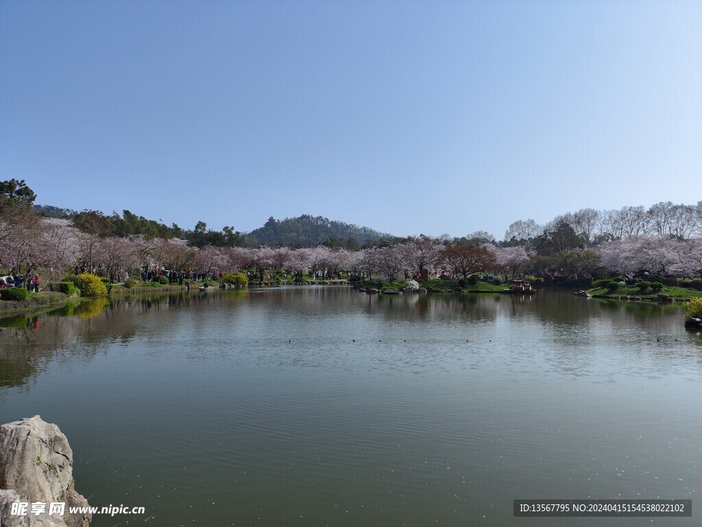 武汉东湖樱公园