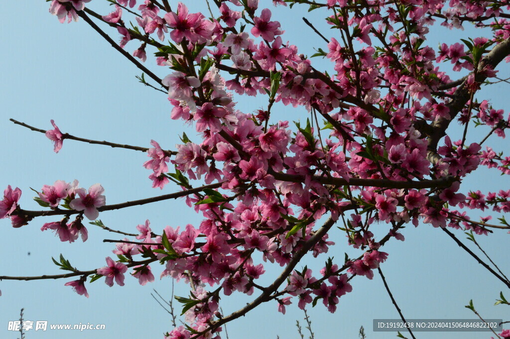 桃花