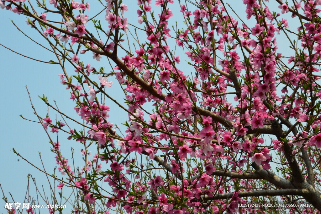 桃花 