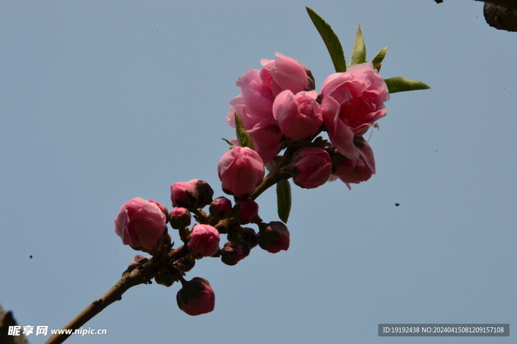 桃花