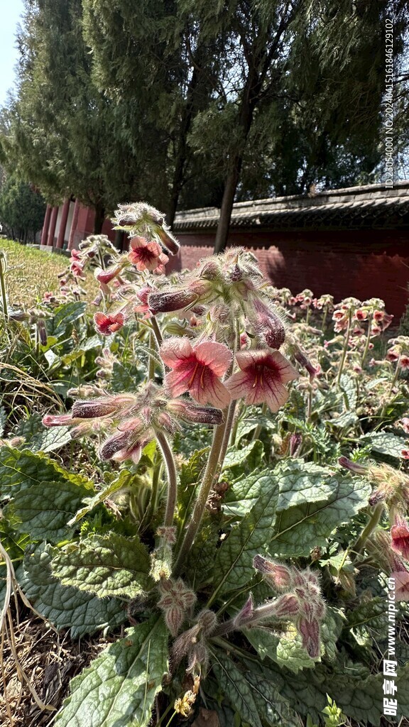 地黄的花