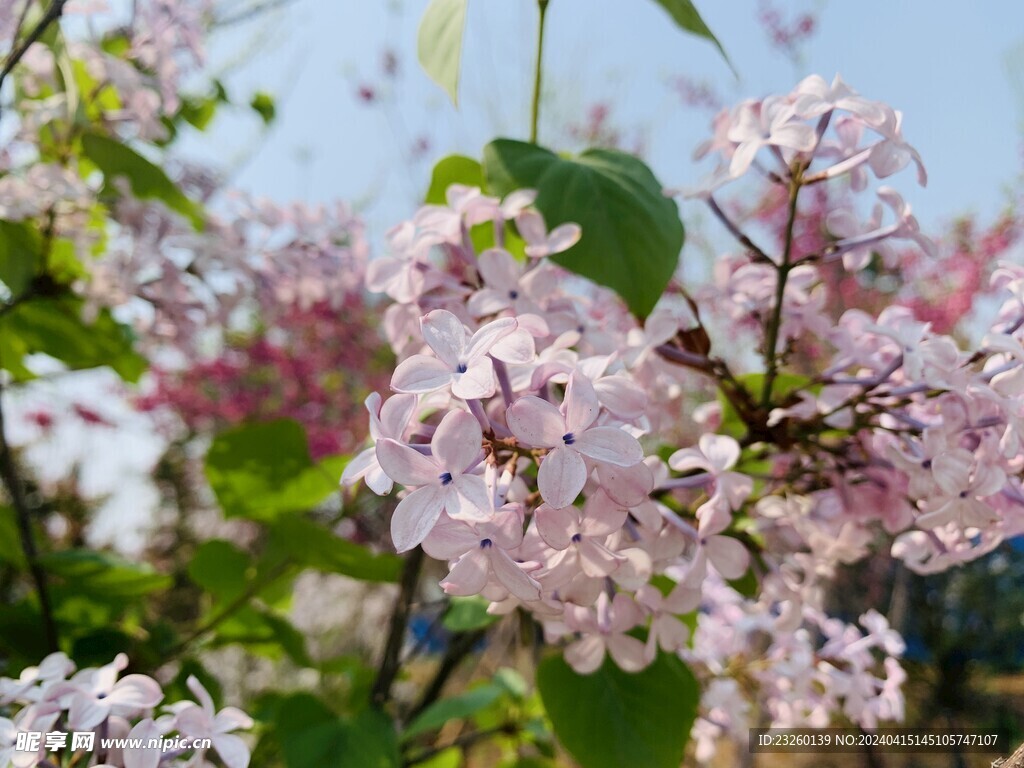 丁香花